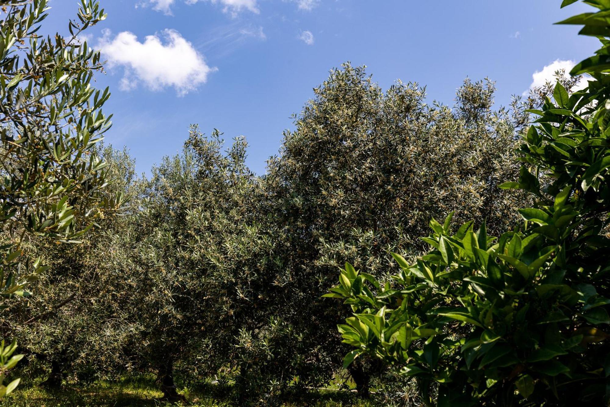 Apartments Roza Mlini Rom bilde